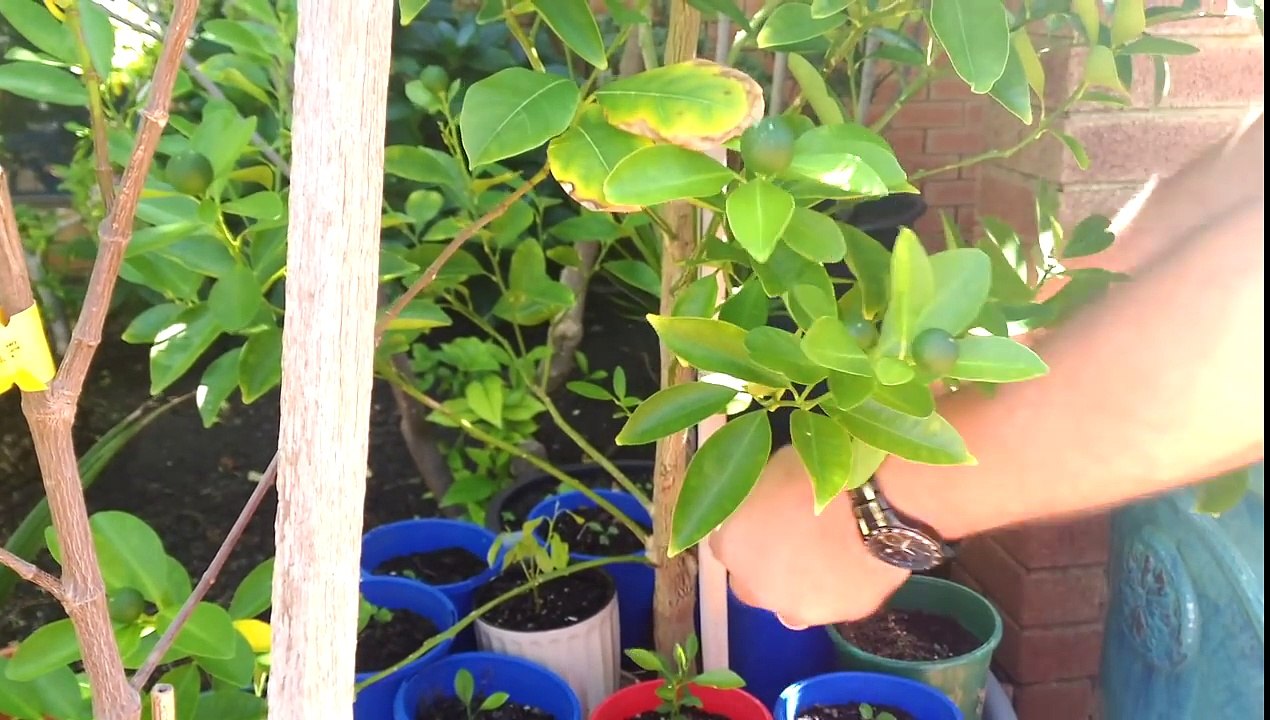 Grafting a Filipino Calamansi onto a young Orange tree.