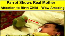 Parrots Shows Real Mother Affection To Birth Child ! Funny Video ! Viral Videos ! Prank Videos ! Comedy Videos