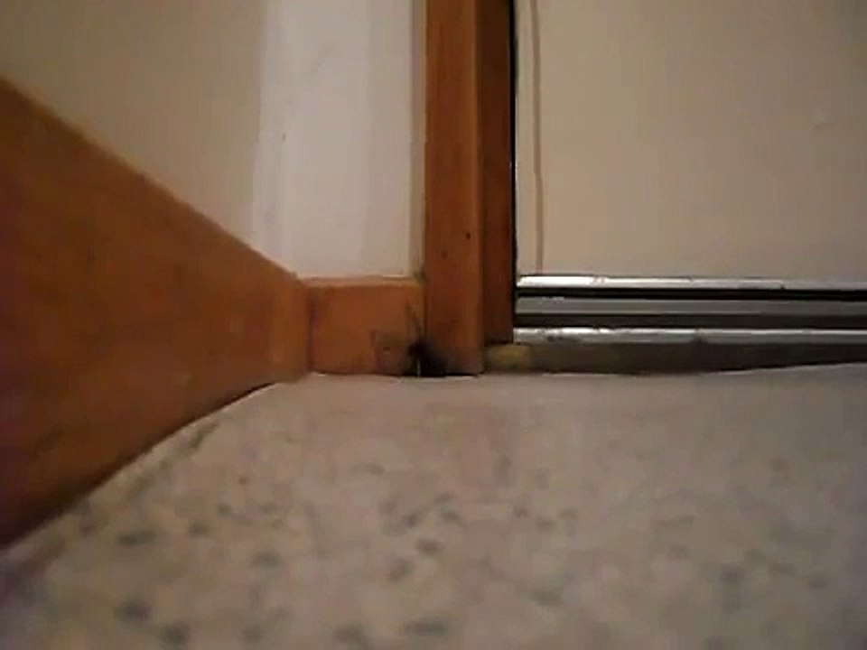 Voici pourquoi il ne faut pas écraser une araignée !