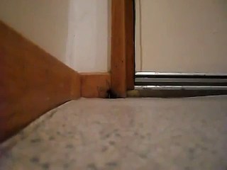Voici pourquoi il ne faut pas écraser une araignée !