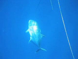 Chasse sous marine île réunion carangue 30 kg