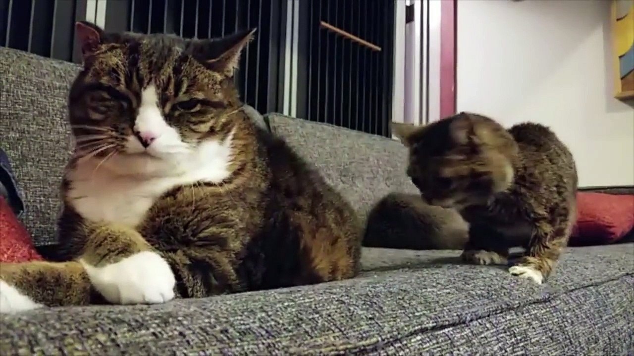 A Scuttling Lil BUB Cat-J09p1Aq1SJ0