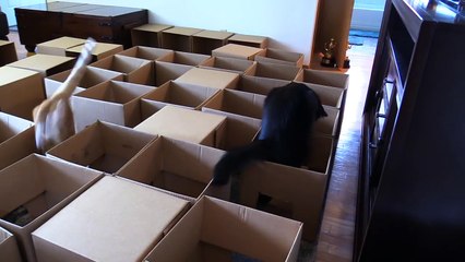 AMEOW-ZING 50 Box Cat Maze!-EXS_sMYdqco