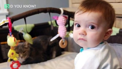 Baby pulls on cat's legs  Cat's response is going viral-6gyc9td6LmI