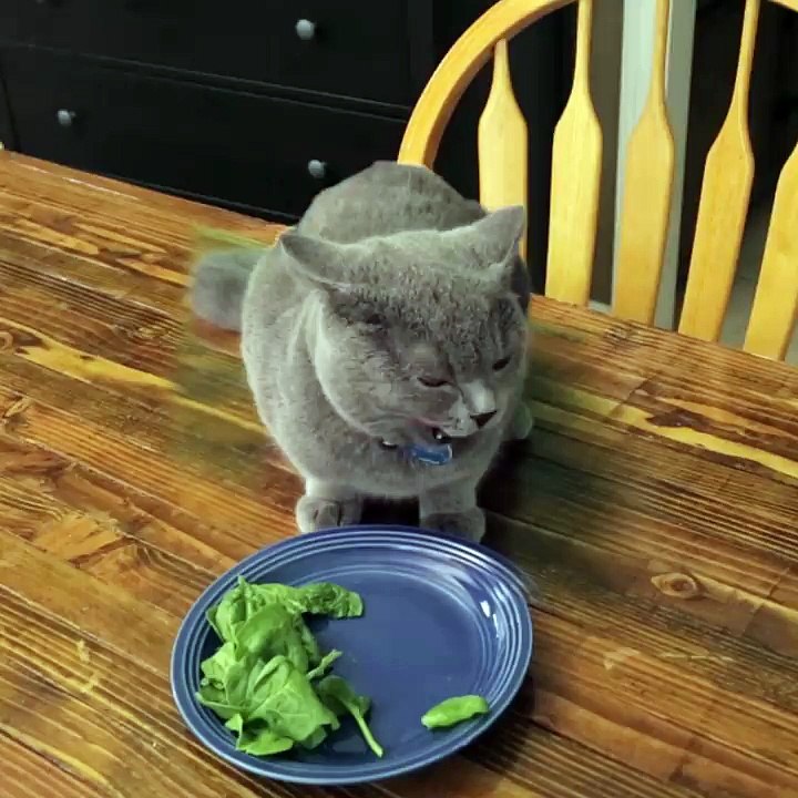 Cat doesn't finish Vegetables-736fiBMtADg