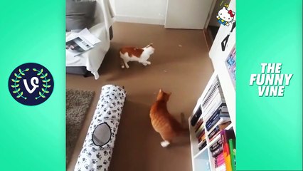 Funny Cats Compilation 2016  - Best Funny Cat Videos Ever _ Funny Vines-njSyHmcEdkw