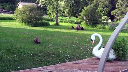 Cat Stalks Baby & Mama Moose _ Alaskan Cats-LCn5Nzm7iPY