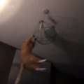 Cat wants to swing from the Chandelier-BmUnRsIFVz0