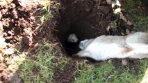 Severn Valley Ratters Go Ferreting for Rabbits! Rabbiting new