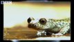 Fastest animals on Earth in slow motion - Animal Camera - BBC-zcWxAfl0okE