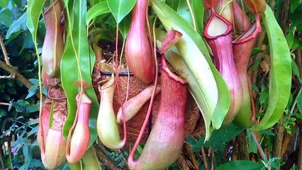 Inside The Stomach Of A Carnivorous Plant. Dissecting a Tropical Nepenthes Pitcher Plant
