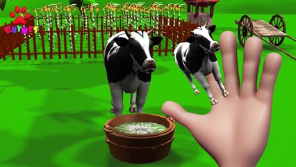 Finger Family Cow Family 3D Nursery Rhyme _ 3D Animal Cartoons Finger Family Songs-b644POwkRJw