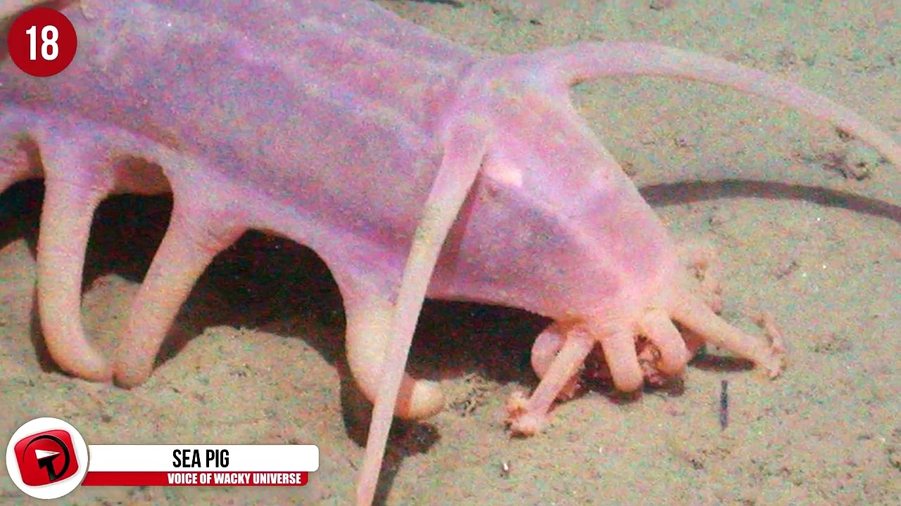 21 Worlds Weirdest Animals