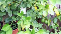 Growing Meyer Lemon In Containers - Best Lemons For Lemonade