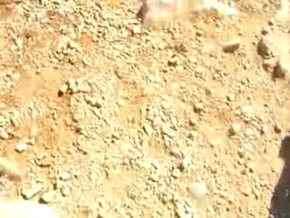 Le lion des calanques