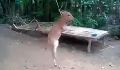 Poor Baby Cow Walks With only Two Legs