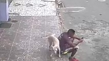 Street Dog Marking His Territory