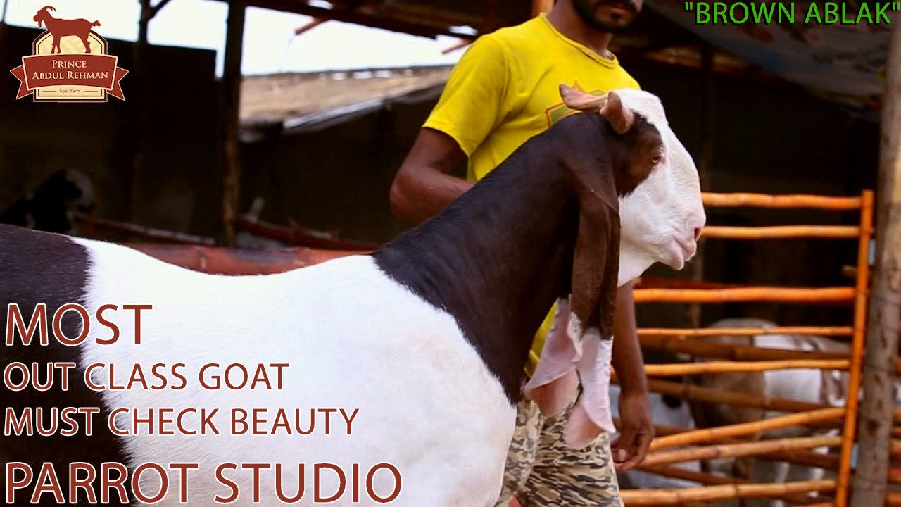 Brown Ablak I Prince Abdul Rehman Goth Farm I Out Class Goat I Expressing Deep Love I Parrot Studio
