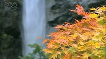 紅葉の木　byメディブリッジ