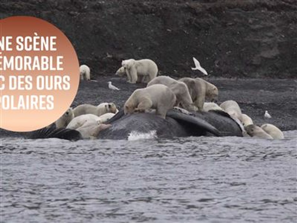 Comment mettre d'accord une centaine d'ours polaires ?