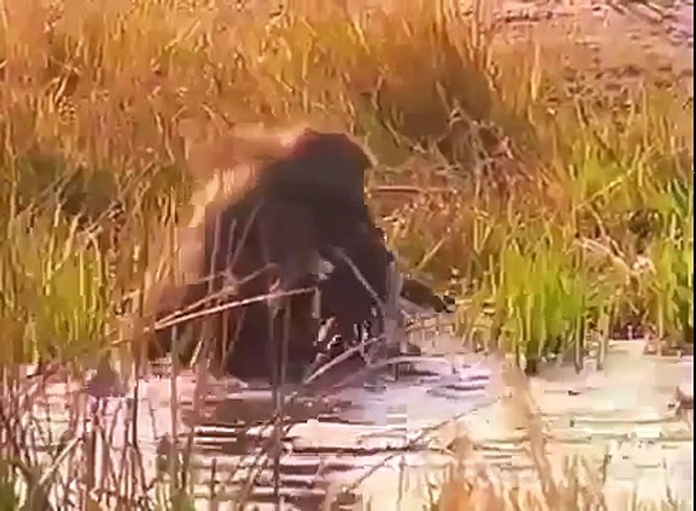 Documentary Animal World Nature Film