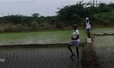 மழை தொடரும் என நம்பிக்கையில் விறுவிறு வேளாண் பணிகள்-வீடியோ