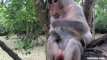 Crippled monkey boxing her baby monkey when her baby wants to eat - Tube BBC