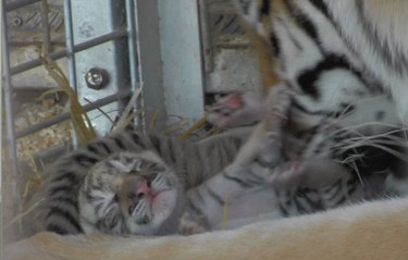 Naissance de quatre bébés tigres au Cirque de Venise, à Carcassonne