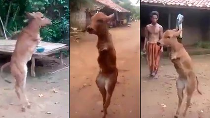 L'adaptation d'une vache qui marche désormais sur deux jambes