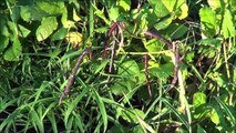 Pinkeye Purple Hull Peas: Harvesting & Easy Shelling Gadget