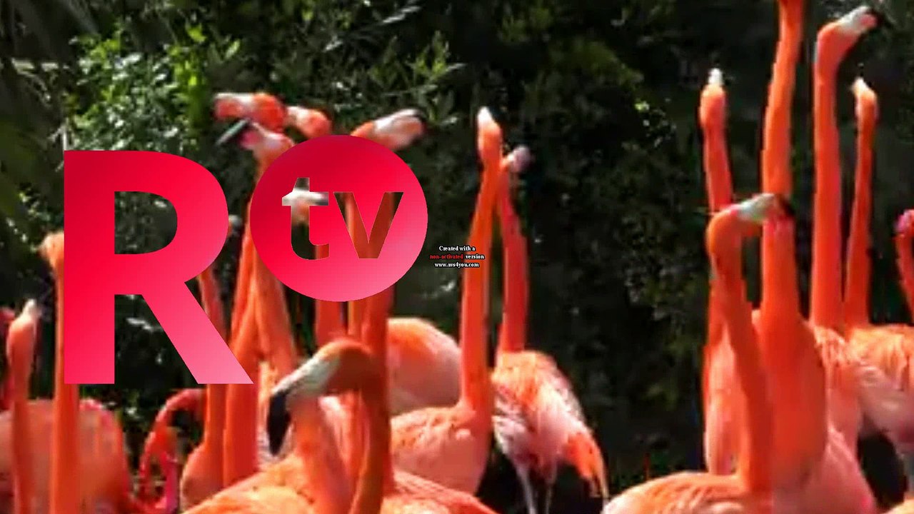 RTV 2017 ident - Flamingos