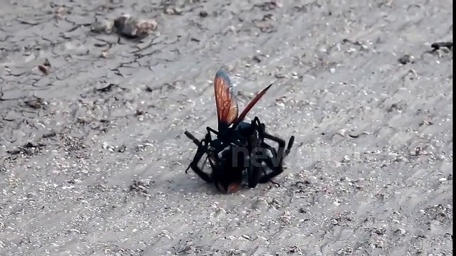 La lutte sans merci entre une guêpe mangeuse d'araignées et une mygale ! Par Flash Actu