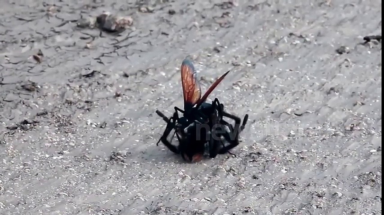 La lutte sans merci entre une guêpe mangeuse d'araignées et une mygale ! Par Flash Actu