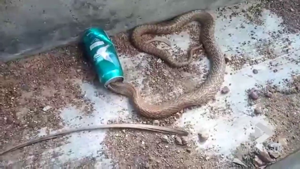 Il libère un serpent Cobra coincé dans une canette de bière.. LE FOU !!