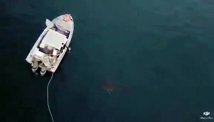 Agressivité d'un requin blanc auprès d'un bateau de pêcheurs !