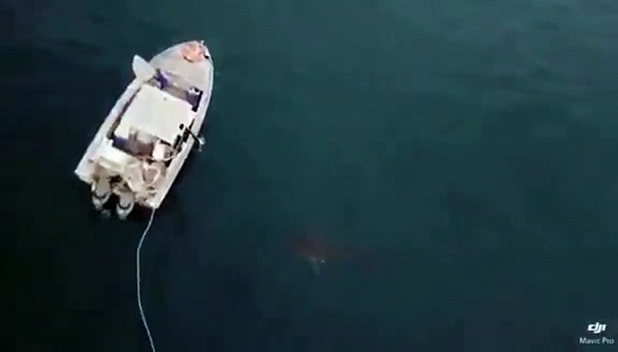 Agressivité d'un requin blanc auprès d'un bateau de pêcheurs !