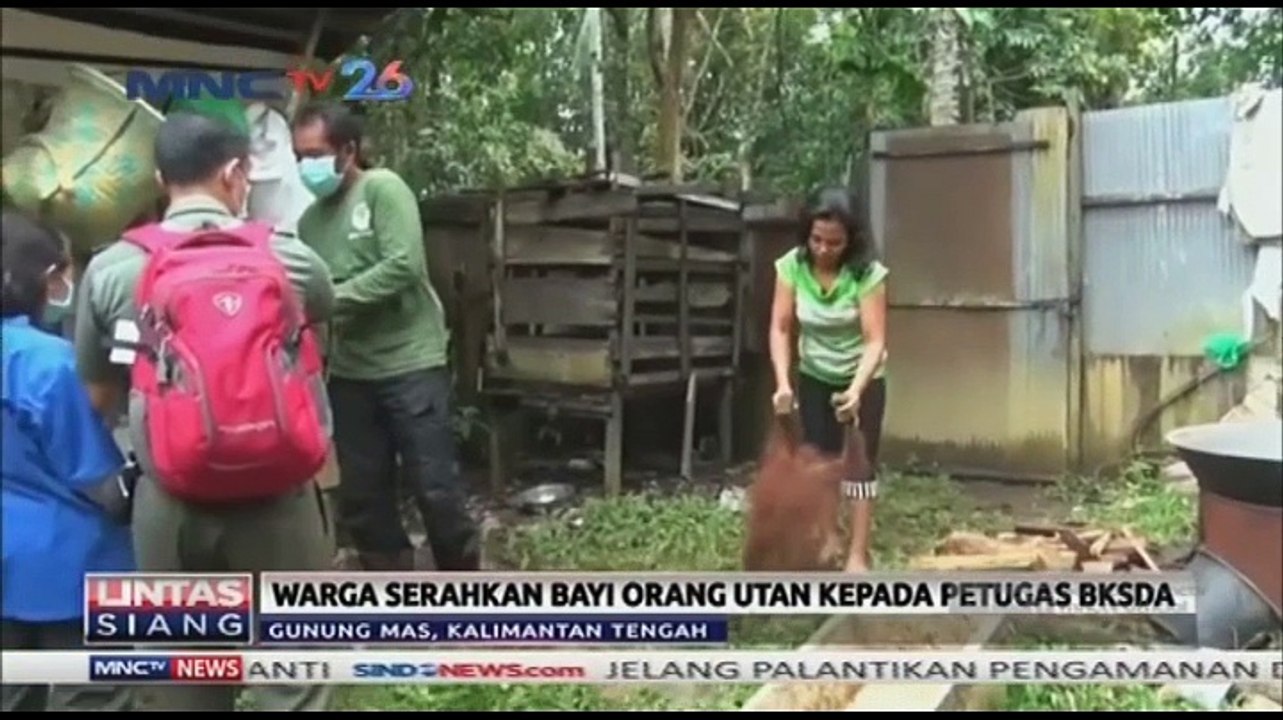 Warga Serahkan Bayi Orang Utan ke Petugas BKSDA