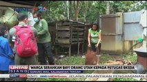 Warga Serahkan Bayi Orang Utan ke Petugas BKSDA