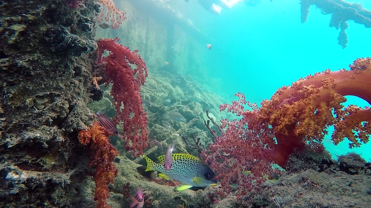 Red See Egipten otel Grand Resor