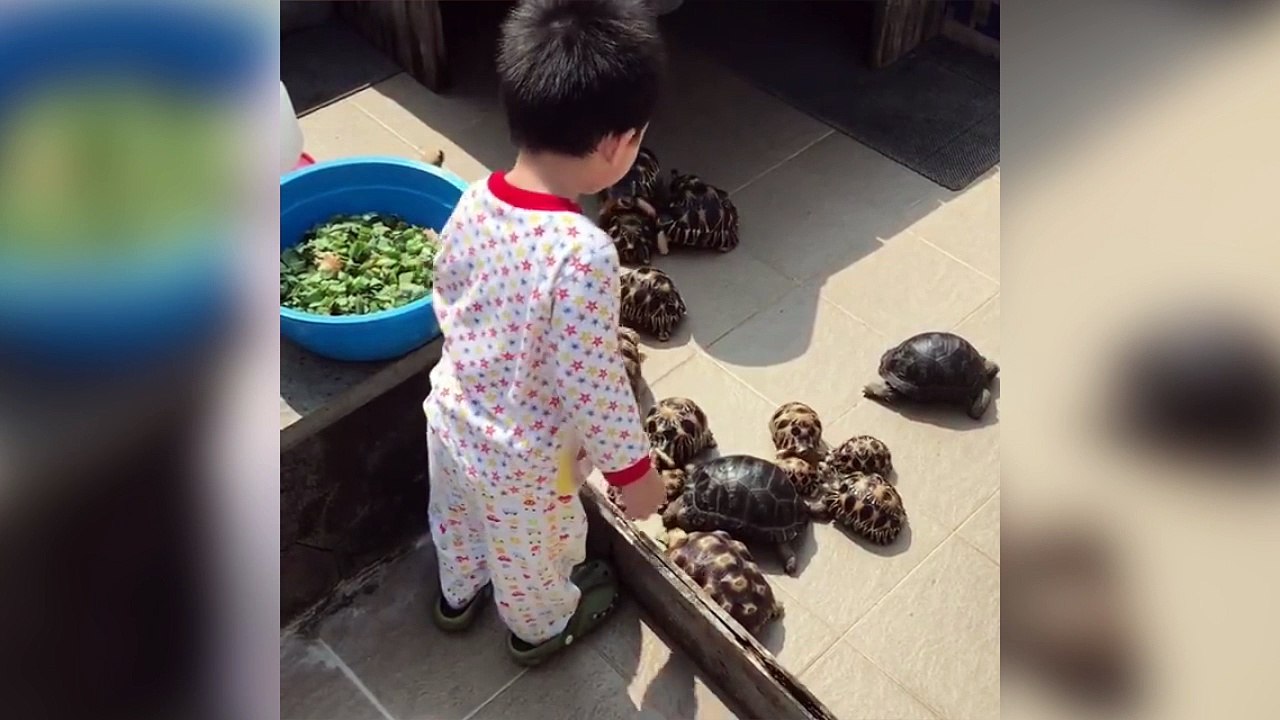 Cet enfant adore les tortues !