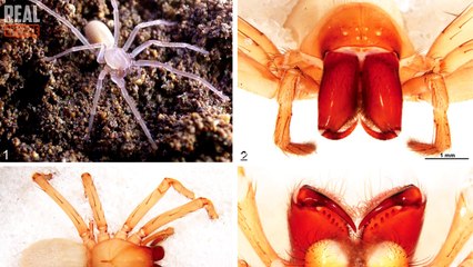 10 Shocking Creatures Found Underground