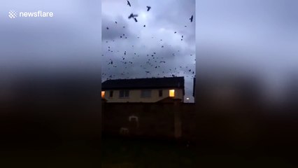 Huge flock moves inland as Ophelia hits Ireland