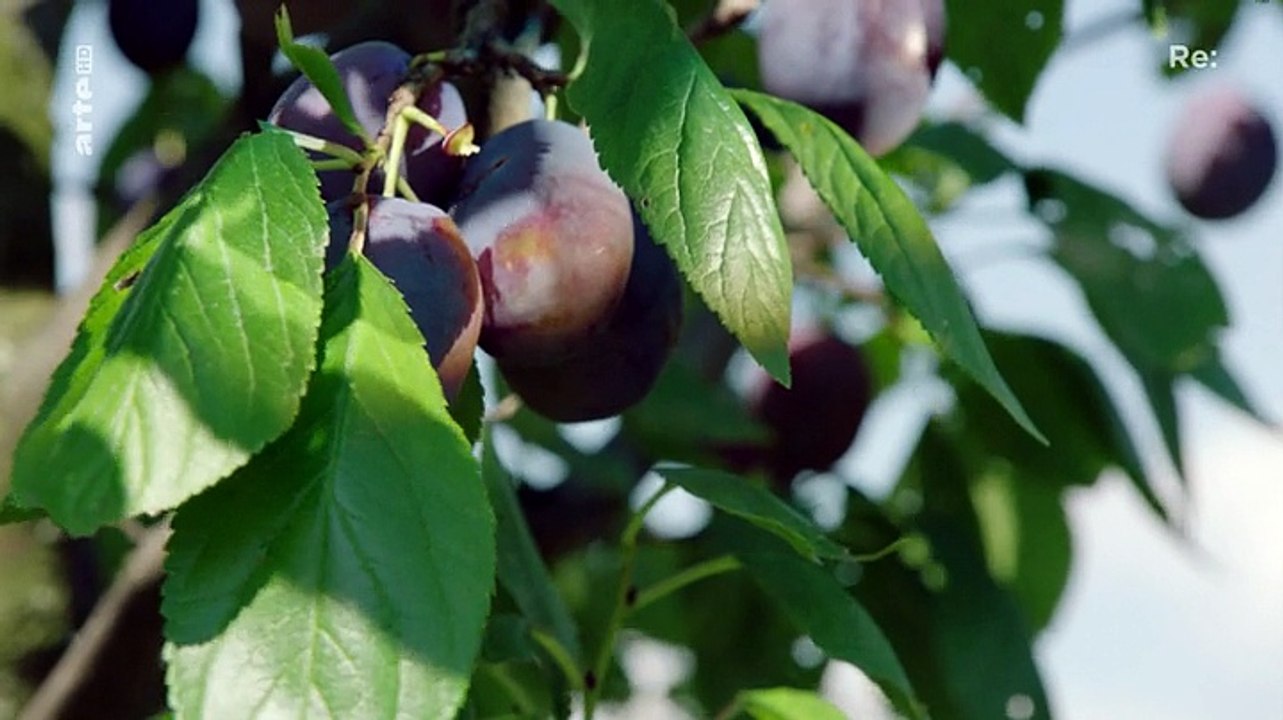 Re: Tiroler Bauern gegen Stromkonzern - Der lange Schatten der NS-Zeit (Doku)
