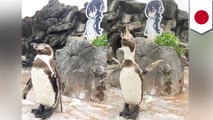 Otaku penguin passes with waifu at his side