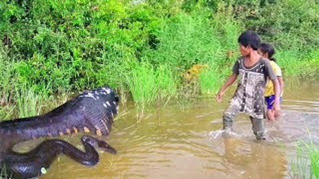 Amazing Gill Net Trap Catch a lot of Snakes by Two Children - How To Catch Snake With Trap