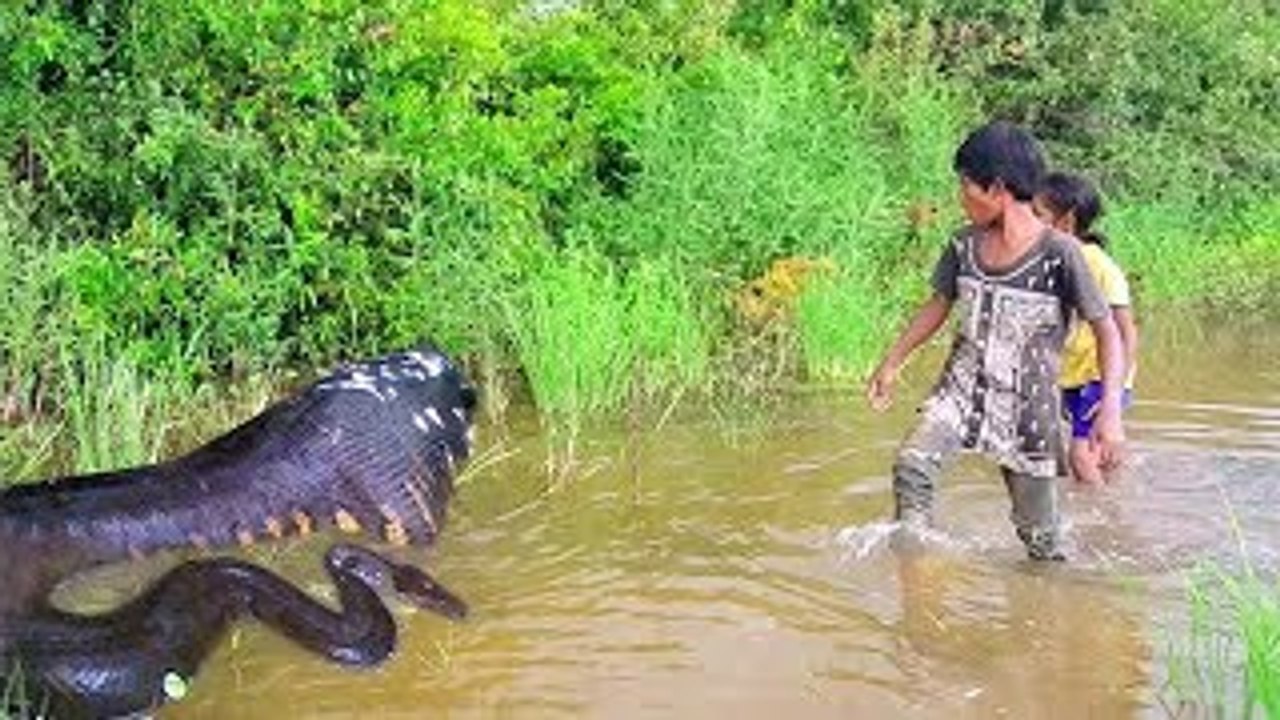 Amazing Gill Net Trap Catch a lot of Snakes by Two Children - How To Catch Snake With Trap