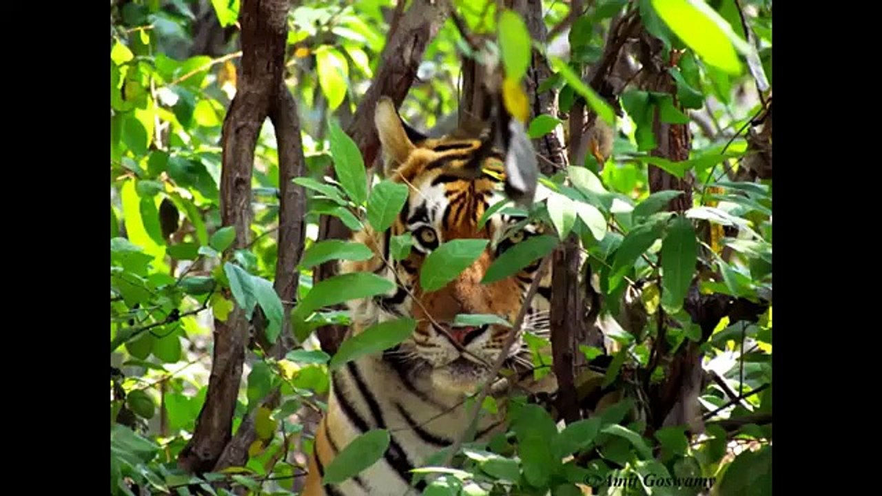 TIGER!!!!!!!!! : Surprise Encounter with a Man-eating Tiger[?] in the Wild