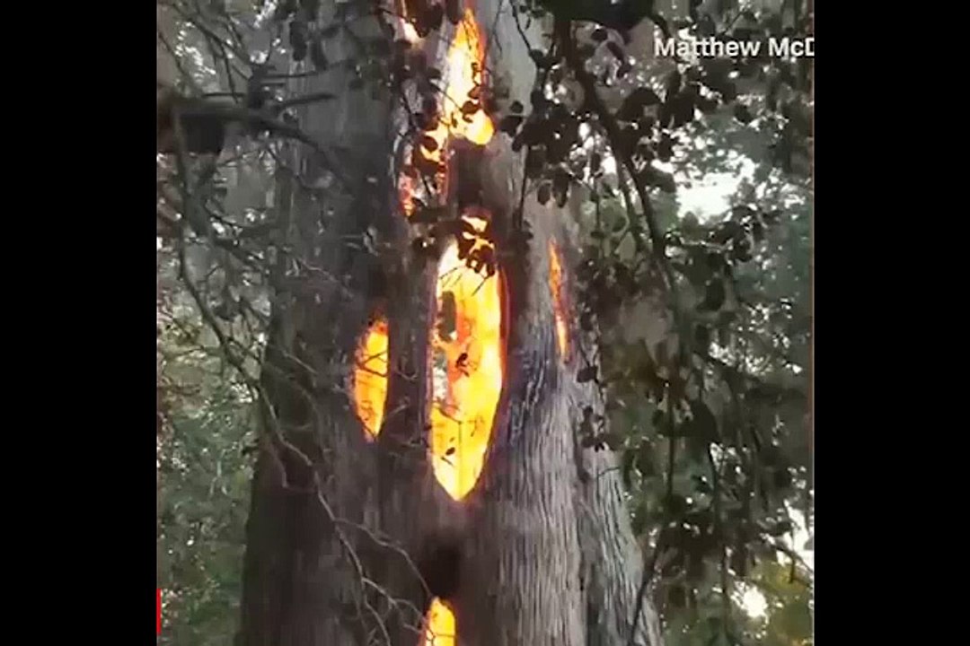 İç kısmı alev alev yanan ağaç şaşırttı!
