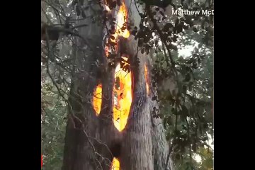 İç kısmı alev alev yanan ağaç şaşırttı!