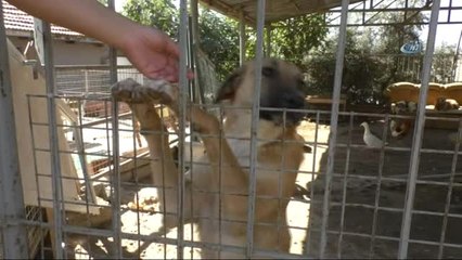 Eziyet Ettiği Hayvanlara 100 Kilogram Mama Alarak Cezasını Çekti